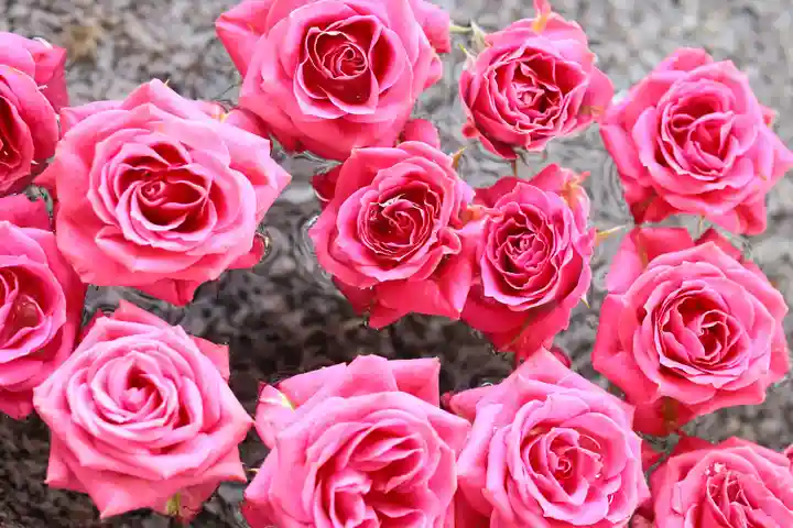 三津厳島神社の手水舎