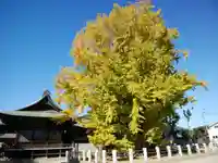 葛飾八幡宮(千葉県)