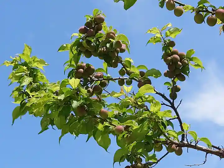 曽根天満宮の自然
