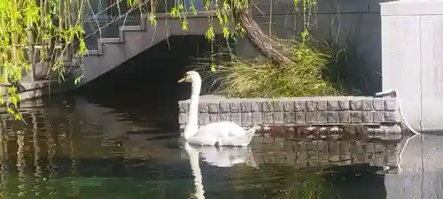 頂法寺（六角堂）の動物