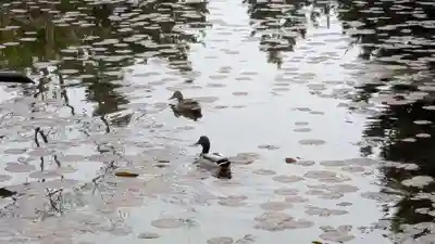北海道護國神社の動物