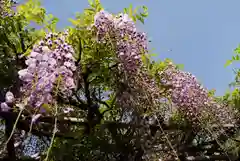 亀戸天神社の自然