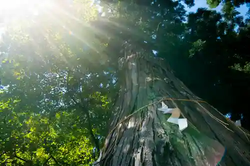 伊米神社(新潟県)