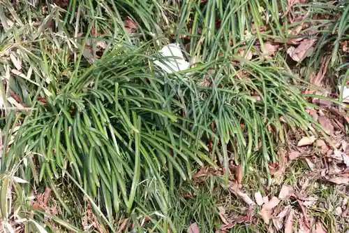 阿久津「田村神社」（郡山市阿久津町）旧社名：伊豆箱根三嶋三社の自然