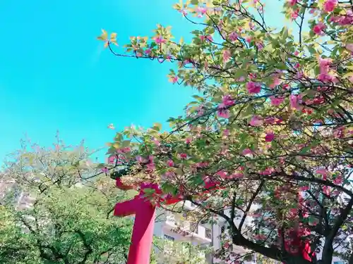 亀戸天神社の自然