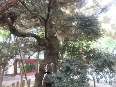 金王八幡宮(東京都)