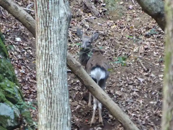大山寺(神奈川県)