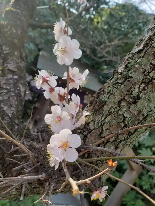 阿佐ヶ谷神明宮(東京都)