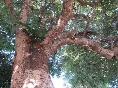 正一位稲荷大明神(築山稲荷社)の自然