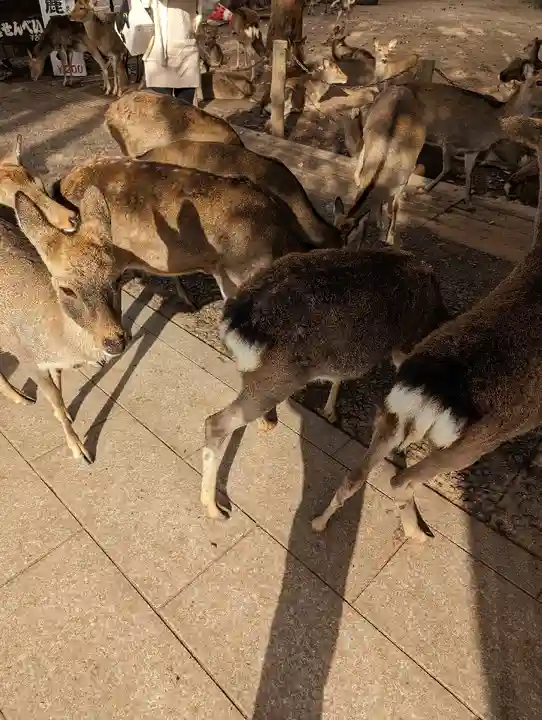 東大寺(奈良県)