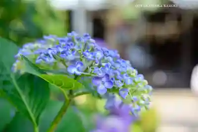 白山神社(東京都)