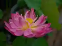 極楽山 浄土寺の自然