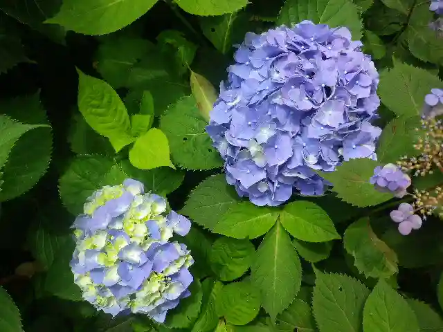 御霊神社の自然