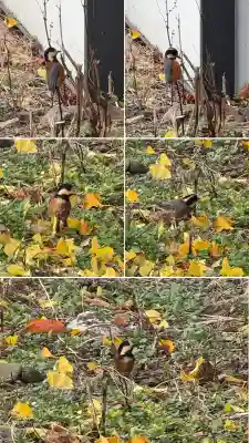 尾札部稲荷神社(北海道)