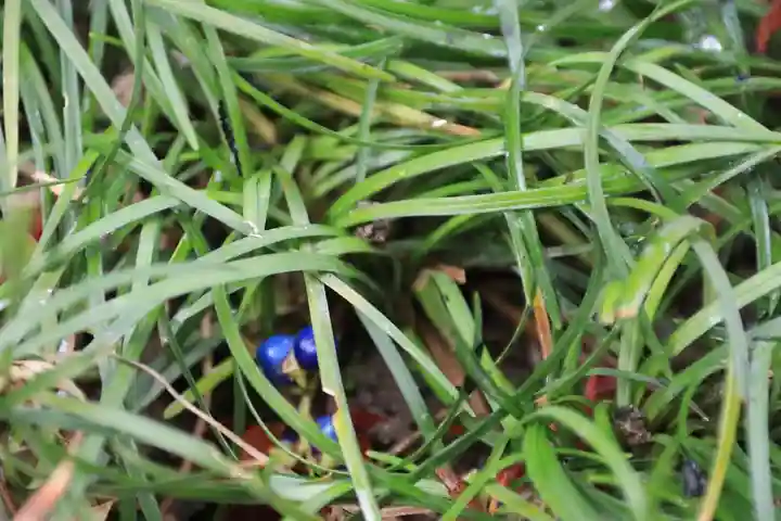 開成山大神宮の自然