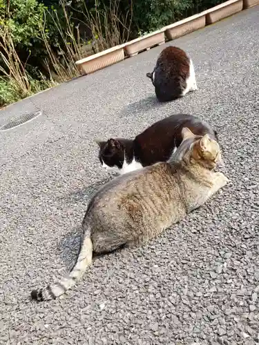 白金氷川神社の動物