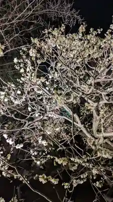 東寺（教王護国寺）(京都府)