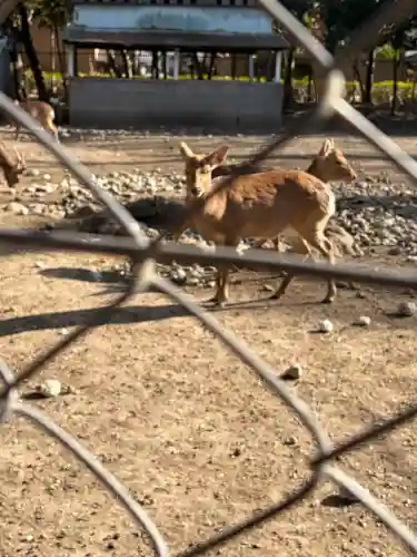 三嶋大社の{uncategorized: "未分類", other: "その他", undefined: "問題あり", building: "その他建物", grave: "お墓", sacred_gate: "鳥居", guardian: "狛犬", statue: "像", buddha: "仏像", history: "歴史", nature: "自然", garden: "庭園", animal: "動物", pagoda: "塔", temizu: "手水舎", mountain_gate: "山門・神門", sanctuary: "本殿・本堂", subordinate: "末社・摂社", art: "芸術", scenery: "景色", jizo: "地蔵", ema: "絵馬", goshuin: "御朱印", omikuji: "おみくじ", items: "授与品その他", amulet: "お守り", goshuincho: "御朱印帳", eats: "食事", festival: "お祭り", votive_dance: "神楽", shichigosan: "七五三参", wedding: "結婚式", experience: "体験その他", initially: "初詣", around: "周辺", anti_infection: "感染症対策"}