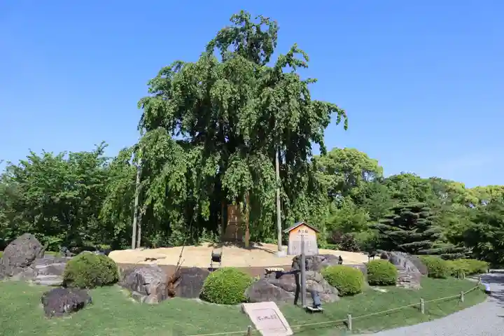 東寺(教王護国寺)の自然