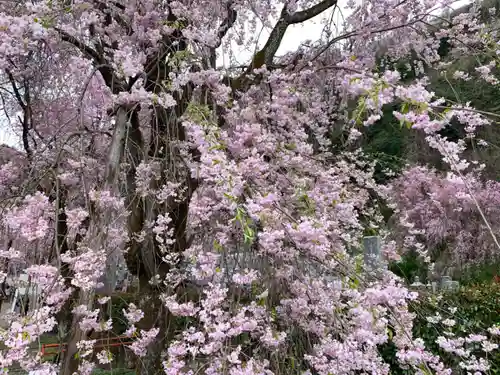 清雲寺の庭園