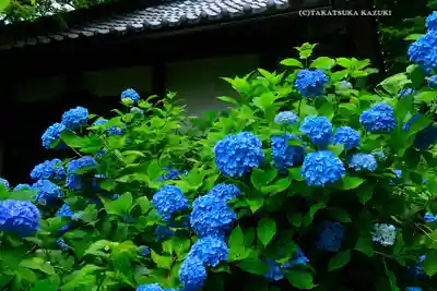 明月院(神奈川県)