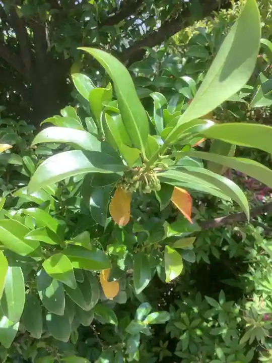 三輪神社の自然