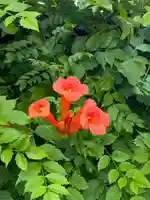 和泉國一之宮 大鳥大社の自然