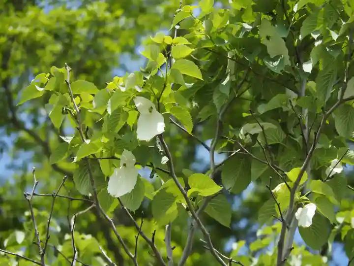 成就院の{uncategorized: "未分類", other: "その他", undefined: "問題あり", building: "その他建物", grave: "お墓", sacred_gate: "鳥居", guardian: "狛犬", statue: "像", buddha: "仏像", history: "歴史", nature: "自然", garden: "庭園", animal: "動物", pagoda: "塔", temizu: "手水舎", mountain_gate: "山門・神門", sanctuary: "本殿・本堂", subordinate: "末社・摂社", art: "芸術", scenery: "景色", jizo: "地蔵", ema: "絵馬", goshuin: "御朱印", omikuji: "おみくじ", items: "授与品その他", amulet: "お守り", goshuincho: "御朱印帳", eats: "食事", festival: "お祭り", votive_dance: "神楽", shichigosan: "七五三参", wedding: "結婚式", experience: "体験その他", initially: "初詣", around: "周辺", anti_infection: "感染症対策"}