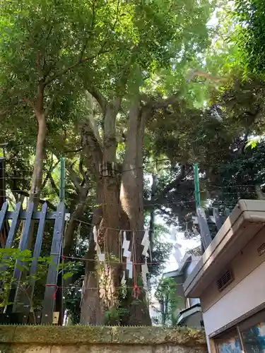 太子堂八幡神社の自然