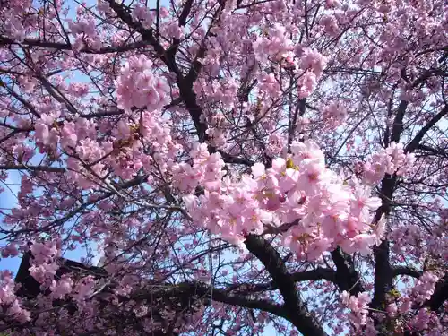 楽法寺（雨引観音）の自然
