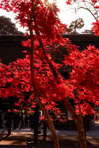 賀茂別雷神社（上賀茂神社）(京都府)