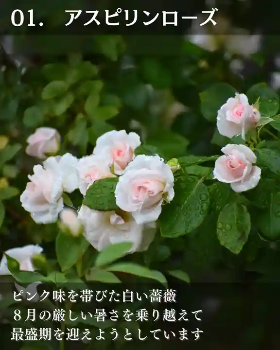 宝光寺(北海道)