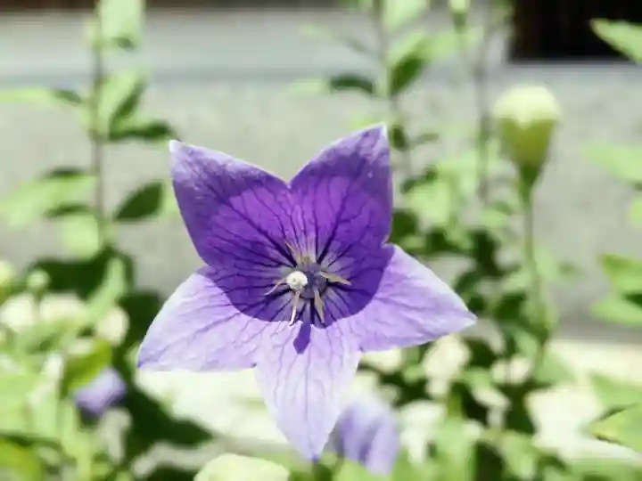 晴明神社(京都府)