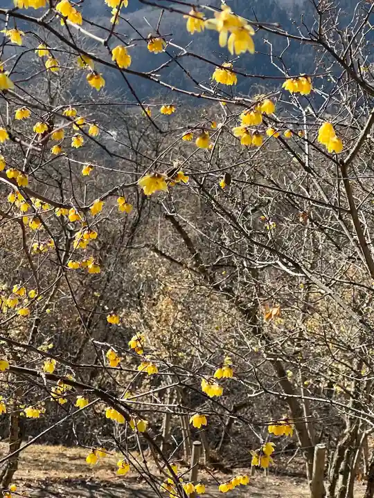 宝登山神社奥宮(埼玉県)