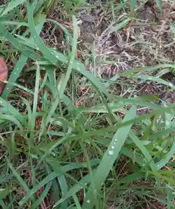 刺田比古神社の自然(2025年10月08日(水) 06時06分04秒投稿)