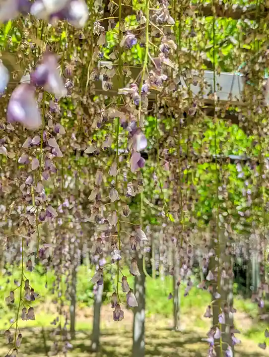 志那神社(滋賀県)