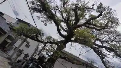 櫟谷七野神社(京都府)