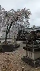 縣神社(京都府)