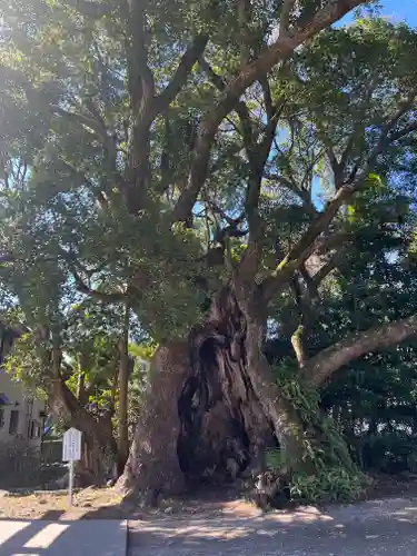 川津来宮神社の自然