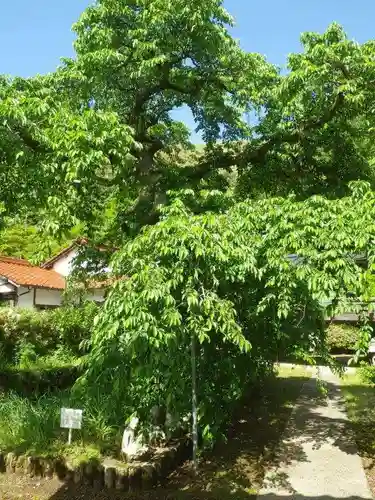 光明寺(山口県)