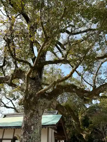 玉祖神社の自然