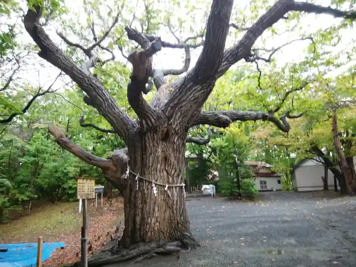 相馬神社の自然