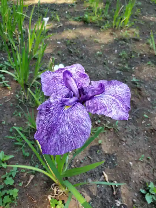 妙法寺(東京都)