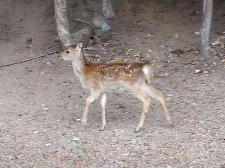包ケ浦神社の動物