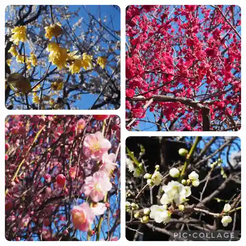 亀戸天神社(東京都)