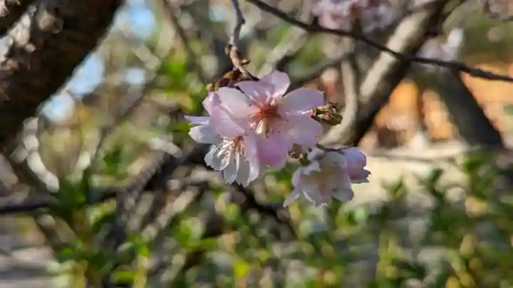 妙蓮寺(京都府)