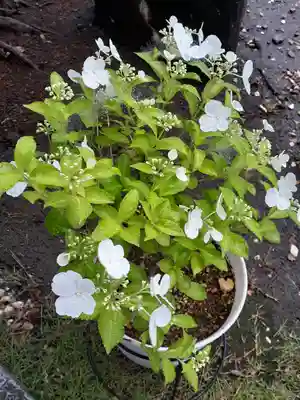 伏木香取神社(茨城県)