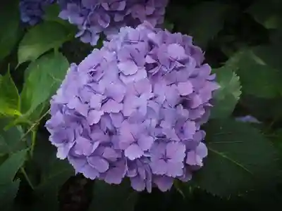 天王山 安楽寺(福井県)