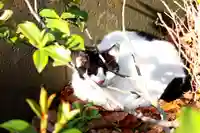 三津厳島神社の動物