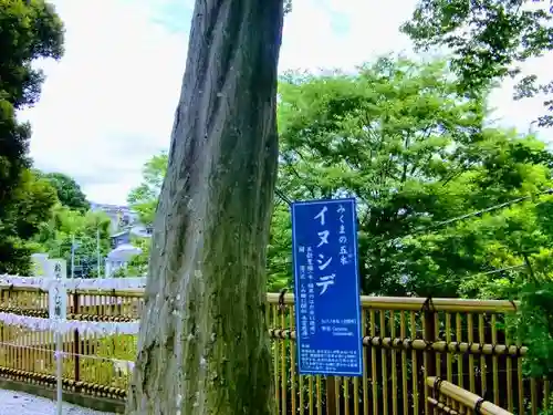 師岡熊野神社の自然